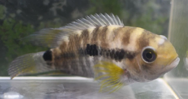 4" Gymnogeophagus Balzanii Cichlid Live Freshwater Aquarium Fish