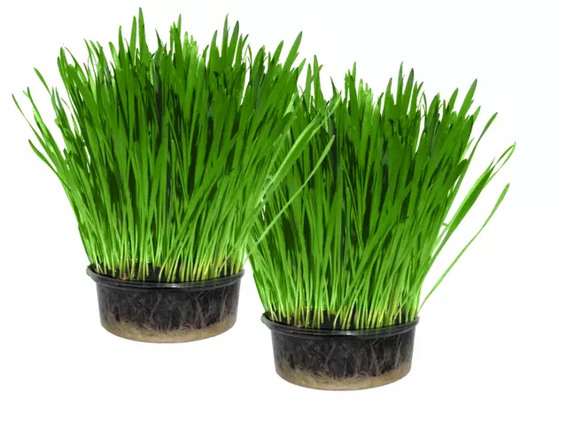 Cat Grass x2 (Twin pack)- Easy Grow your own kit - UK Seed - Indoor Kitty Grass