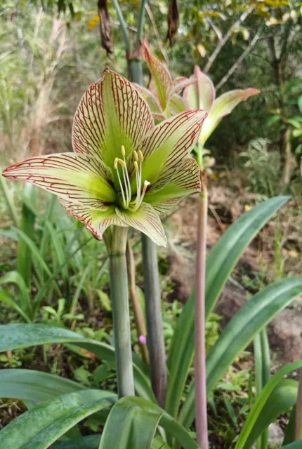 Hippeastrum iguazuanum - 12 Samen - seltene Arten.