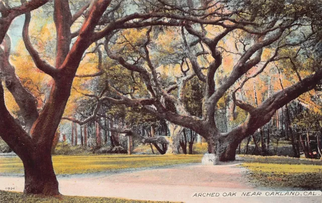 Oakland CA California Downtown Park Oak Tree Acmegraph 1910s UNP Vtg Postcard A9