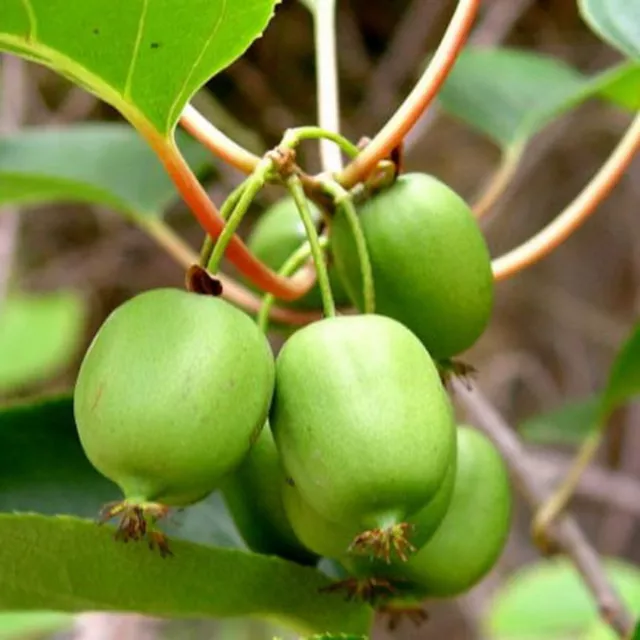 Kiwi Hardy - Actinidia Arguta (50 Seeds)