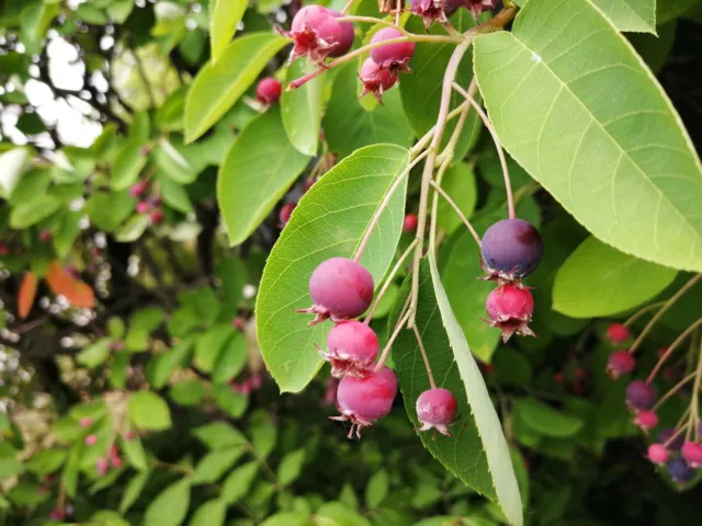 Serviceberry Juneberry June Berry 15 Seeds Shadblow Saskatoon Berry Native Fruit