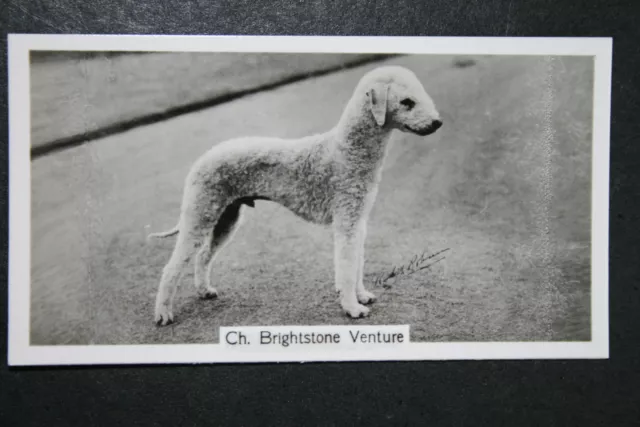 BEDLINGTON TERRIER  Show Champion     Vintage Photo Card