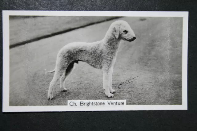 Bedlington Terrier   Champion     Vintage Photo Card  VGC