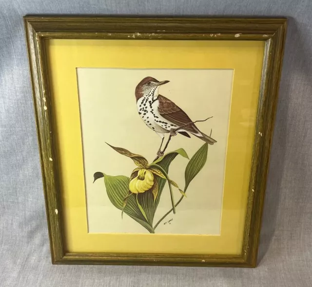 VTG Warbler with jack in the pulpit flower by Art LaMay