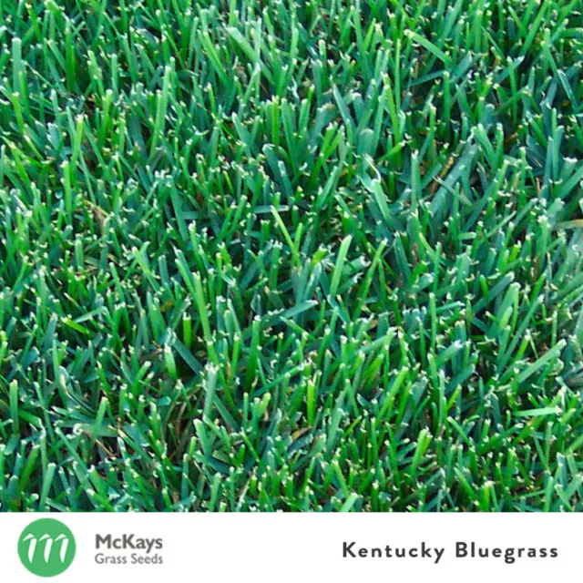 McKays Kentucky Bluegrass Grass Seed- 1kg - Lawn Seed Free Postage