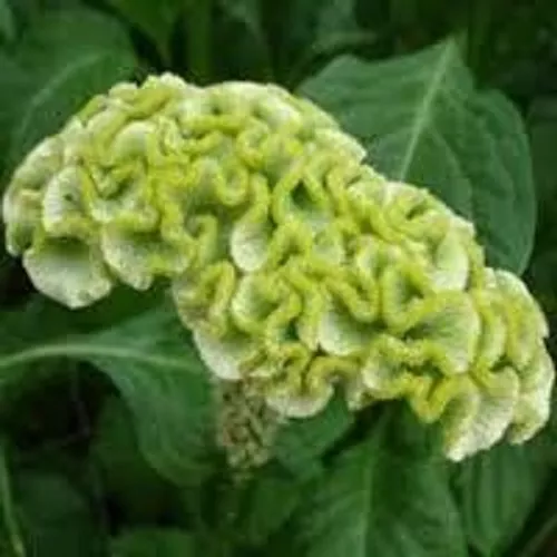 Frühlingsgrün Cockscomb/Celosia Blumensamen/Annual