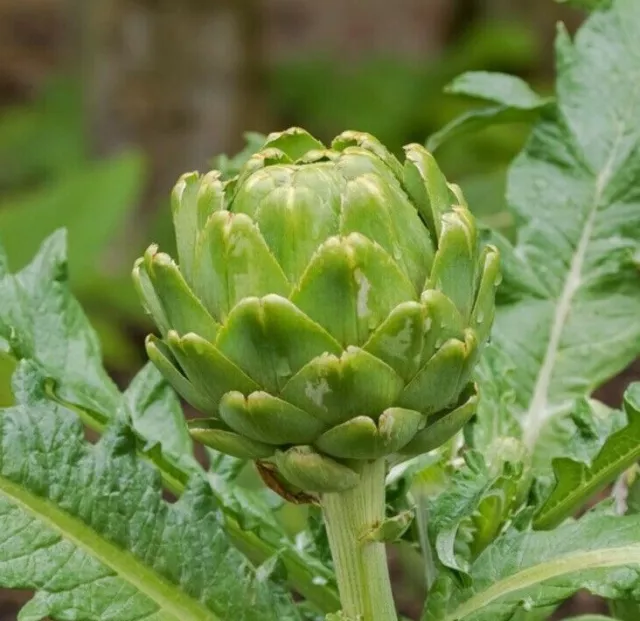 ARTICHOKE Green Globe - 15 seeds - Heirloom vegetable garden open pollinated