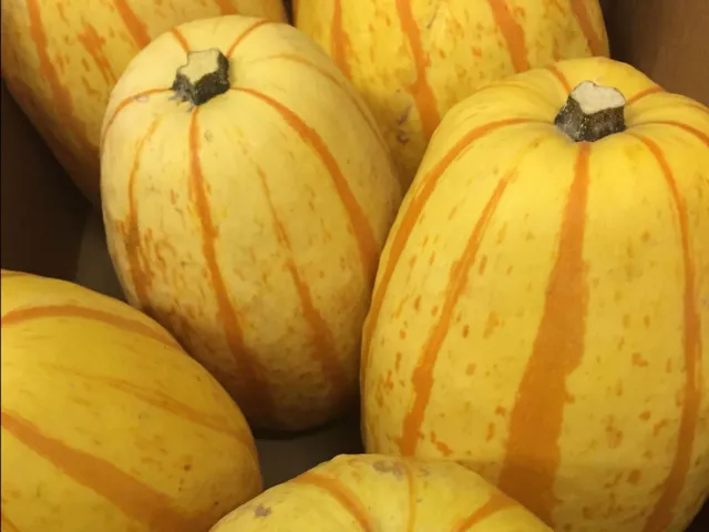 10 graines de courge spaghetti, sans produit de traitement, port offert