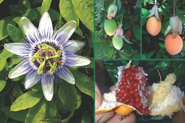 Passiflora Caerulea - Passion Flower (25 Seeds) Climbing Perennial