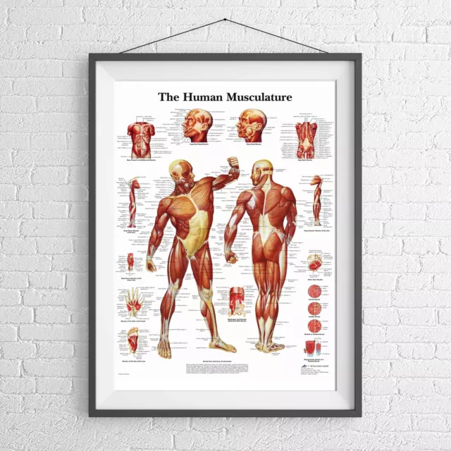 MALE MUSCULAR SYSTEM CHART HUMAN BODY POSTER PICTURE PRINT Size A5 to A0 **NEW**