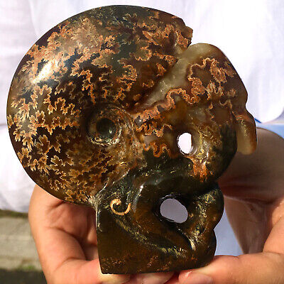 306G Rare! Natural Tentacle Ammonite FossilSpecimen Shell Healing Madagascar