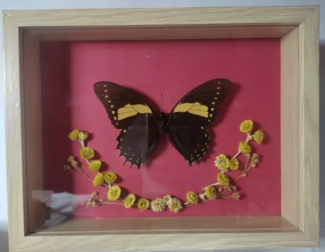 Cabinet de curiosité/Entomologie/Cadre entomologie papillon