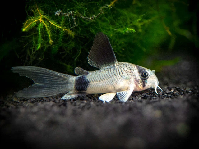 Group of 3+1 Live Long Fin Panda Corydoras Cory Catfish Freshwater Tropical Fish