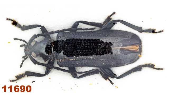 Cerambycidae sp.   A1, 25 mm, 1 pc