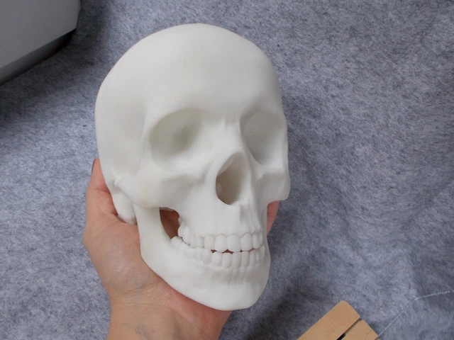 Artist made art toy blank anatomy scull model fantasy horror 3D printed 5" 365g