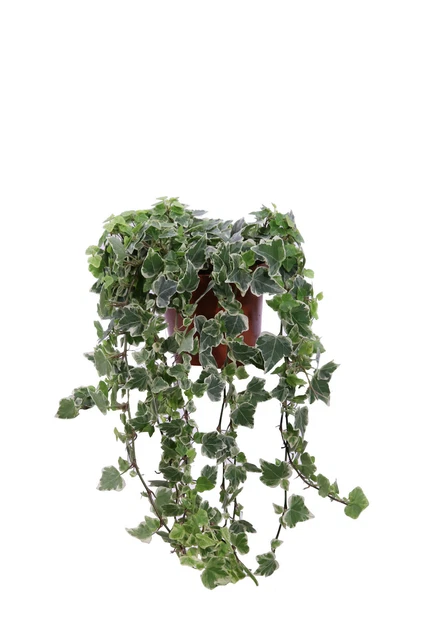 Best Artificial Ghirlanda Edera Anguria 2,1 Metri | Finta Pianta Ricadente Con 80 Foglie | Per Matrimoni E Decorazioni - 2