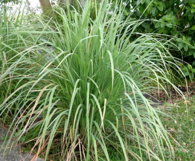 150 Graines de CITRONNELLE non traitées Cymbopogon Lemongrass Verveine des Indes