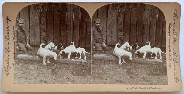 Joven Niño Con Cachorros 1896 Foto Estéreo Vintage Citrato