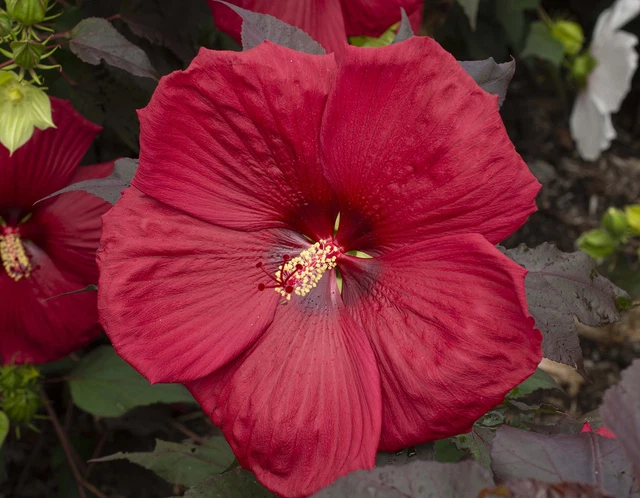 Hardy Hibiscus Plants Head Over Heels Desire Moscheutos Hybrid Flowering 4" Pot