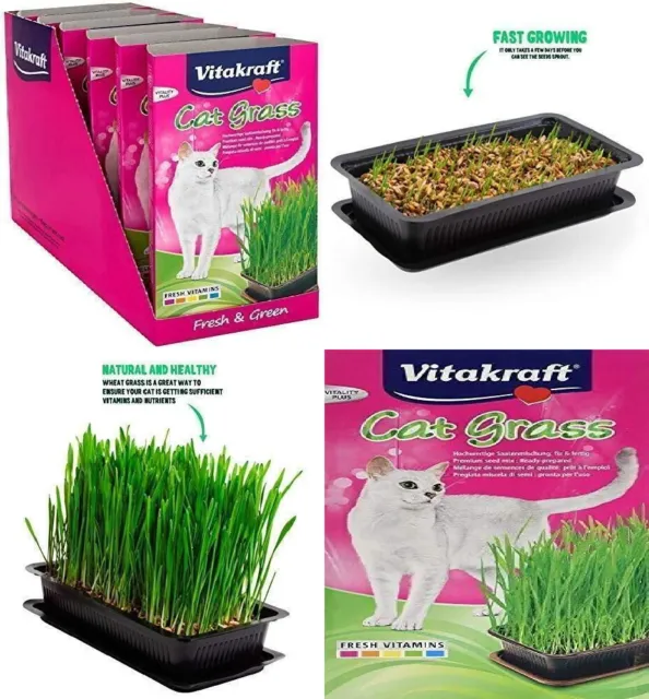 Vitakraft Cat Grass Seed Kit Wheatgrass for Pet, Grow 120 g (Pack of 6)