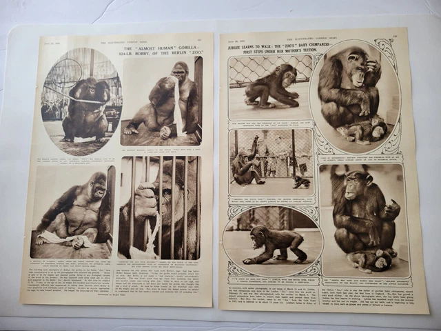 Baby Chimp & Gorilla In Zoos 1935 Articles Illustrated London News ~14.5x10" x 2