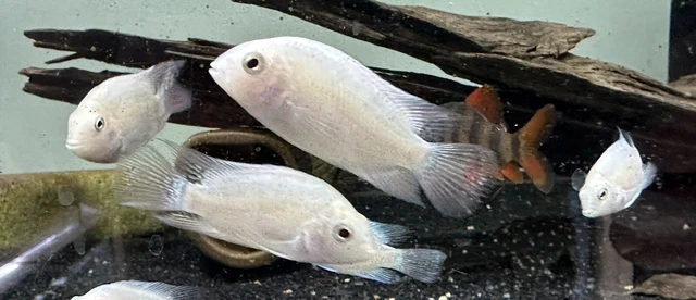 Platinum Hondurian Red Point 1.5” (Pack Of 3) -Live Tropical Aquarium Fish