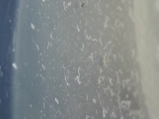 Micro worm Starter culture ready to feed! LIVE FOOD betta, ram Killfish and more 2