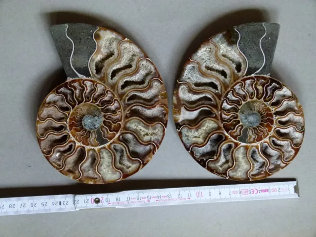 XL Phylloceras Paar Ammonit Madagaskar Geschliffen poliert Fossil, 16 x 12 cm