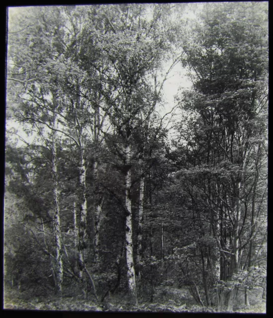 Glass Magic Lantern Slide TREE STUDY NO4 C1910 WOODS WOODLAND