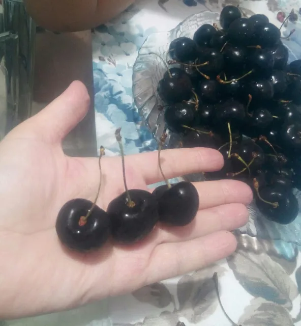 Black Cherry (grafted) from Turkey