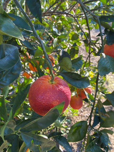 Arance tarocco di Sicilia