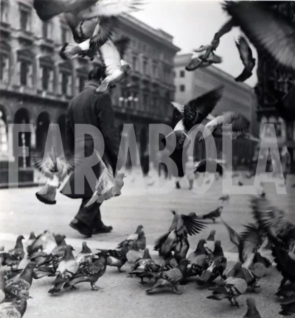 Foto vintage Animali, Piccioni in Piazza Duomo, Milano, Stampa 24 x 18 cm