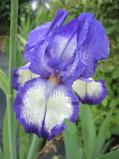 Tall Bearded Iris, 'Rare Treat', Blue And White 1 x rhizome