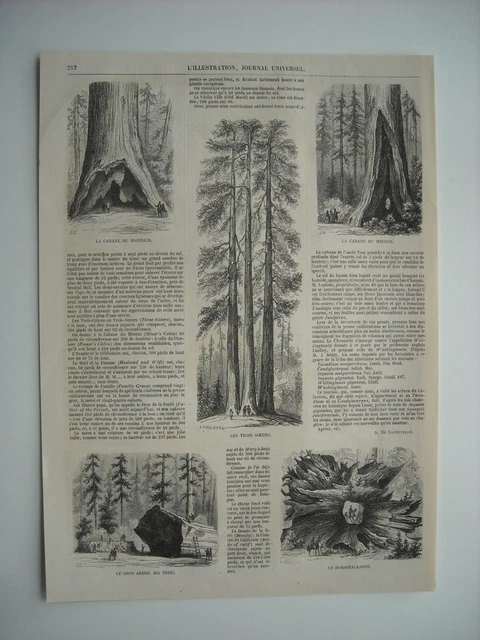 Engravings In Trees 1859 ENGRAVING. THE Great Trees Of The Skull In California. 5 ...