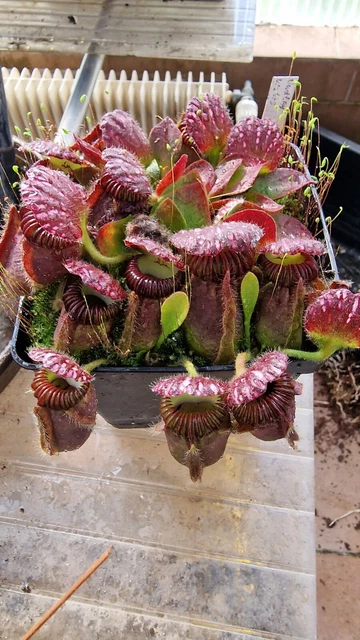 CEPHALOTUS FOLLICULARIS DUDLEY Watt 10 semi EUR 15,00 - PicClick IT