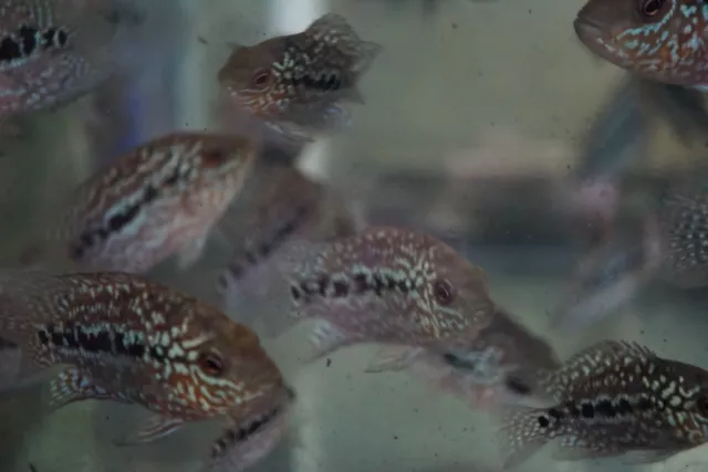 Fireman's Dream / Carpintis Flowerhorn Cichlid Fry