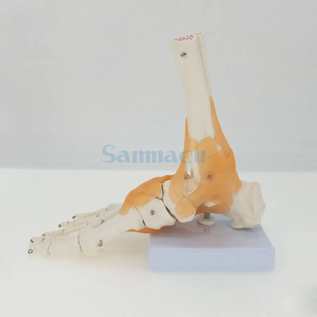 LIFE SIZE FOOT Joint with Ligaments Anatomical Skeleton Model Medical