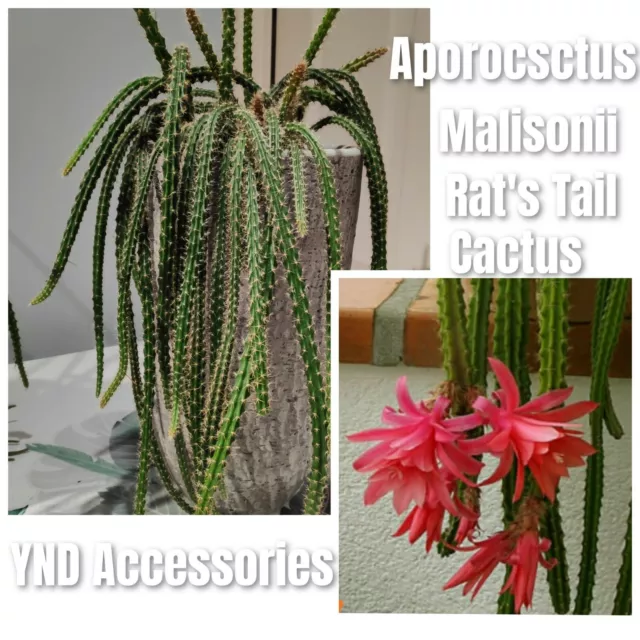 3 Rat Tail cactus Aporocactus malisonii unrooted cuttings 5cm long