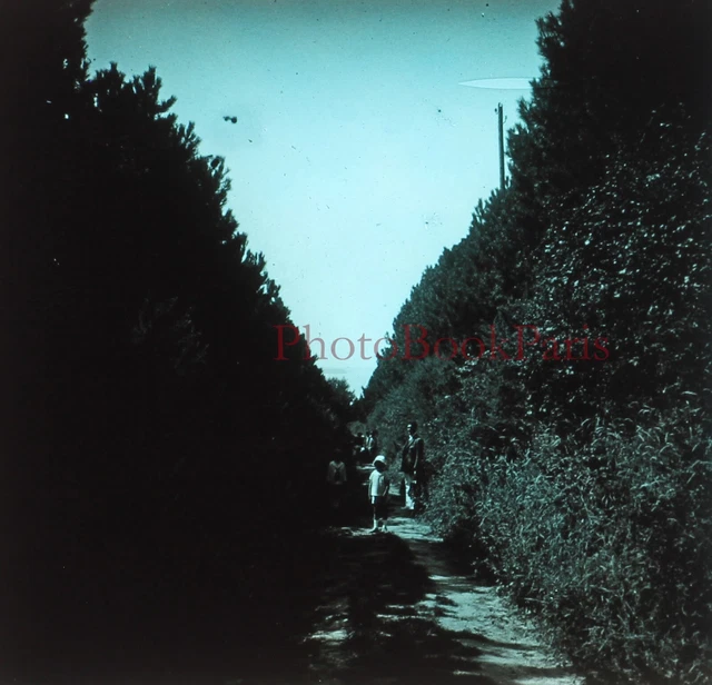 France Allée Arbres c1930 Photo Plaque de verre Stereo Vintage V33L19n