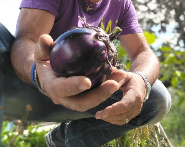 Solanum Torvum &ndash; Albero Della Melanzana &ndash; 50 Semi + Omaggio &ndash; Coltivazione Moderata