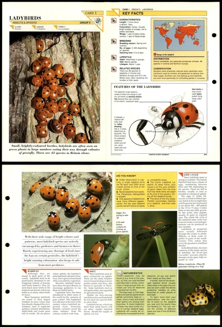 LADYBIRDS #1 INSECTS Wildlife Fact File Fold-Out Card £1.99 - PicClick UK
