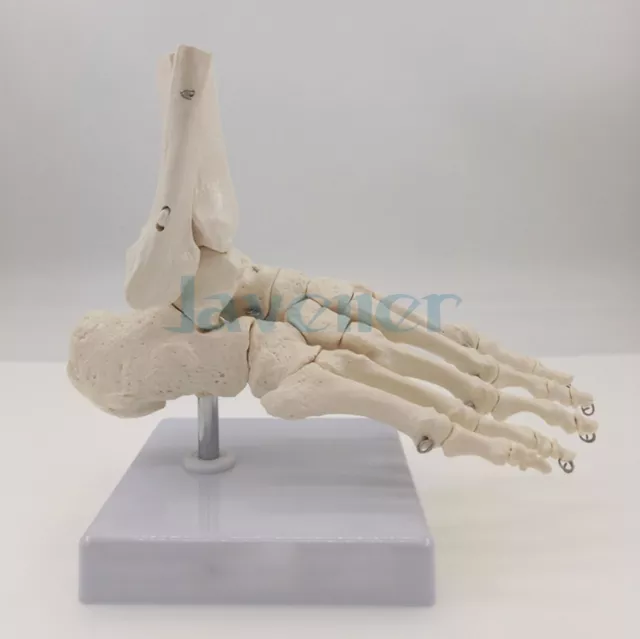 Life Size Foot and Ankle Joint Functional Anatomical Skeleton Model Medical
