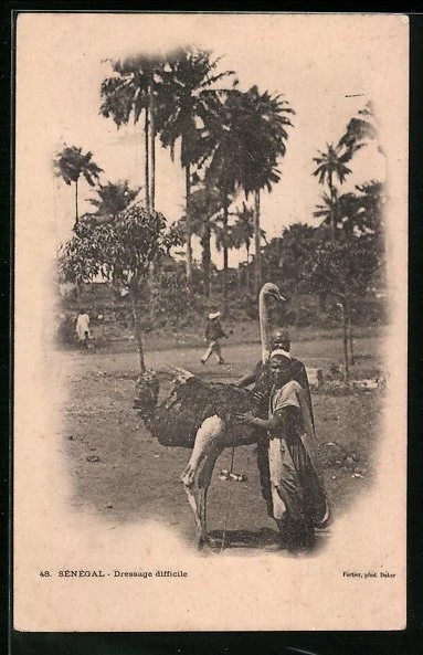 CPA Senegal, Dressage difficile