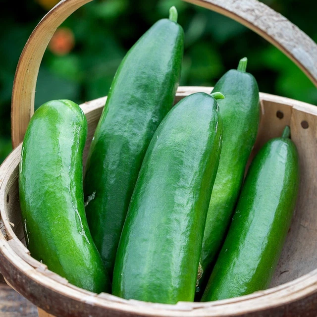 Apfelgurke Samen (Cucumis Sativus) – Ca. 10 Samenfeste Samen, Mild-süßer Geschmack, Hellgrün