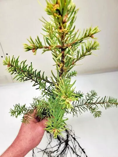 Noble Fir Bare Root 16 inch Pre Bonsai or Landscape Tree from Oregon Abries Proc