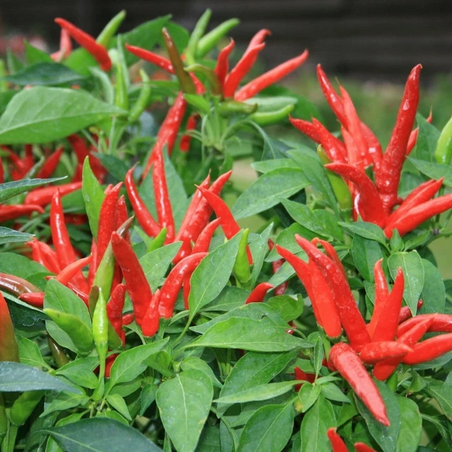 CHILLI ‘Thai Hot’ EXTREME HOT HEAVY YIELD Chili Chile pepper Heirloom 10 Seeds