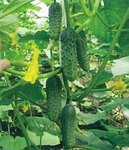 10 Seeds of cucumber Masha F1 Seminis Monsanto Netherlands gherkin семена огурец