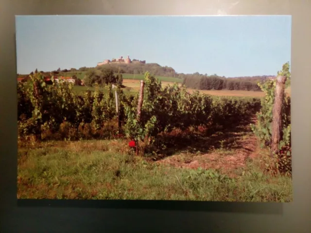 Cpsm Cpm  Loire  Vignoble Près De Marcilly Le Chatel