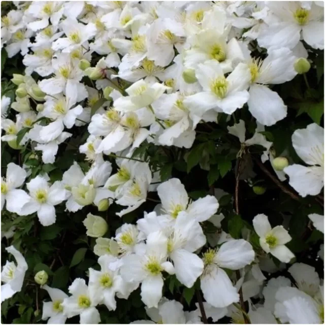 Clematis Montana White 'Grandiflora' X 3 Large Plug Plants for Potting on